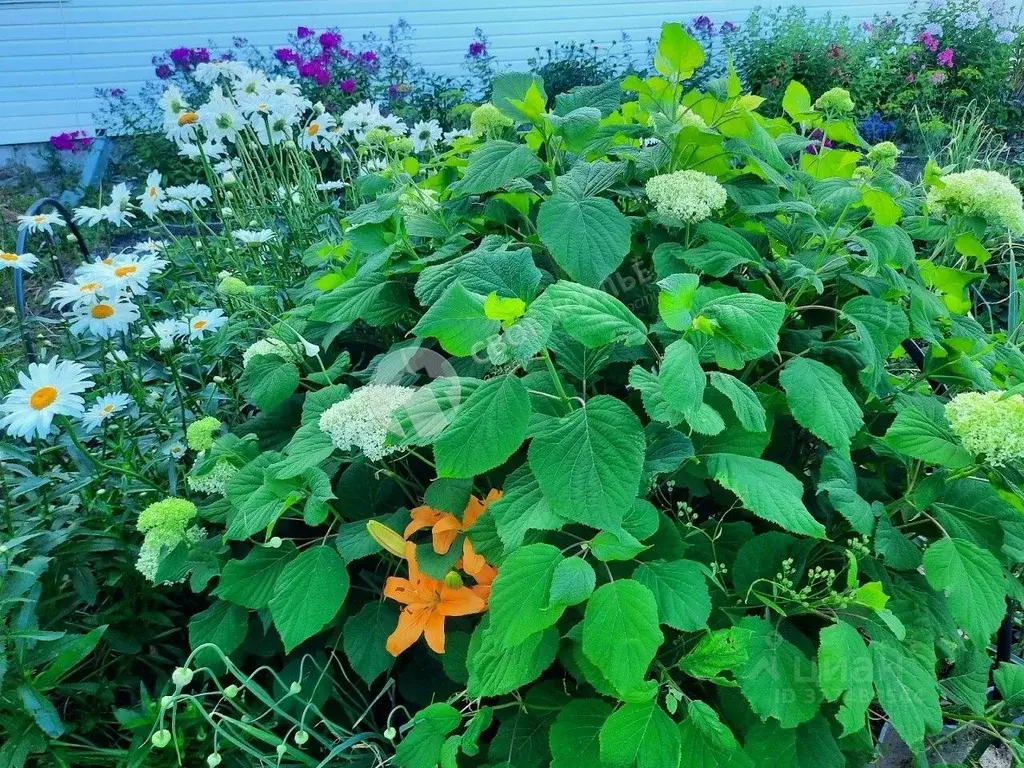 Дом в Пермский край, Оса Восточная ул. (80 м) - Фото 2