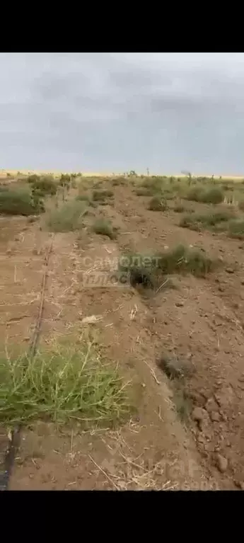 Участок в Крым, Черноморский район, Далековское с/пос, с. Владимировка ... - Фото 2