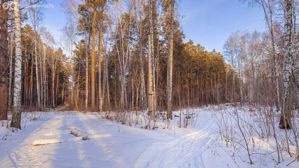 Участок в Новосибирск, Заельцовский район (700.31 м) - Фото 0