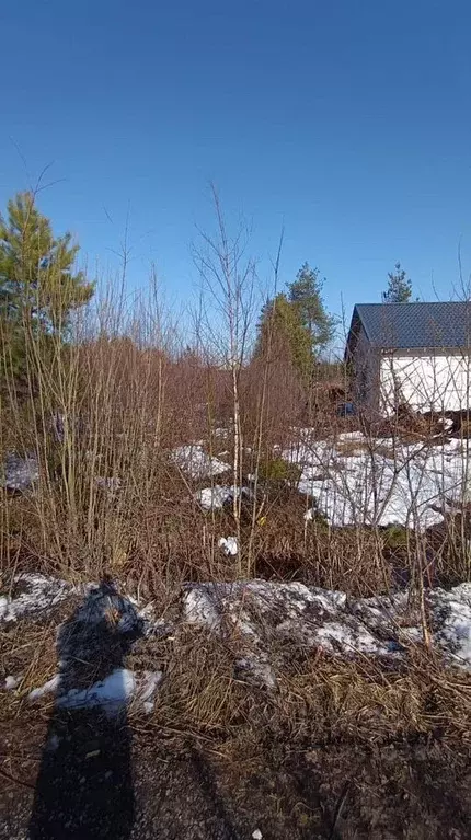 Участок в Ленинградская область, Кировский район, Синявинское ... - Фото 1