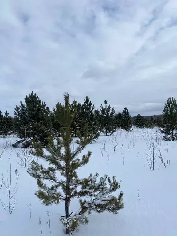 Участок в Тюменская область, Тюменский район, Горьковское ... - Фото 0