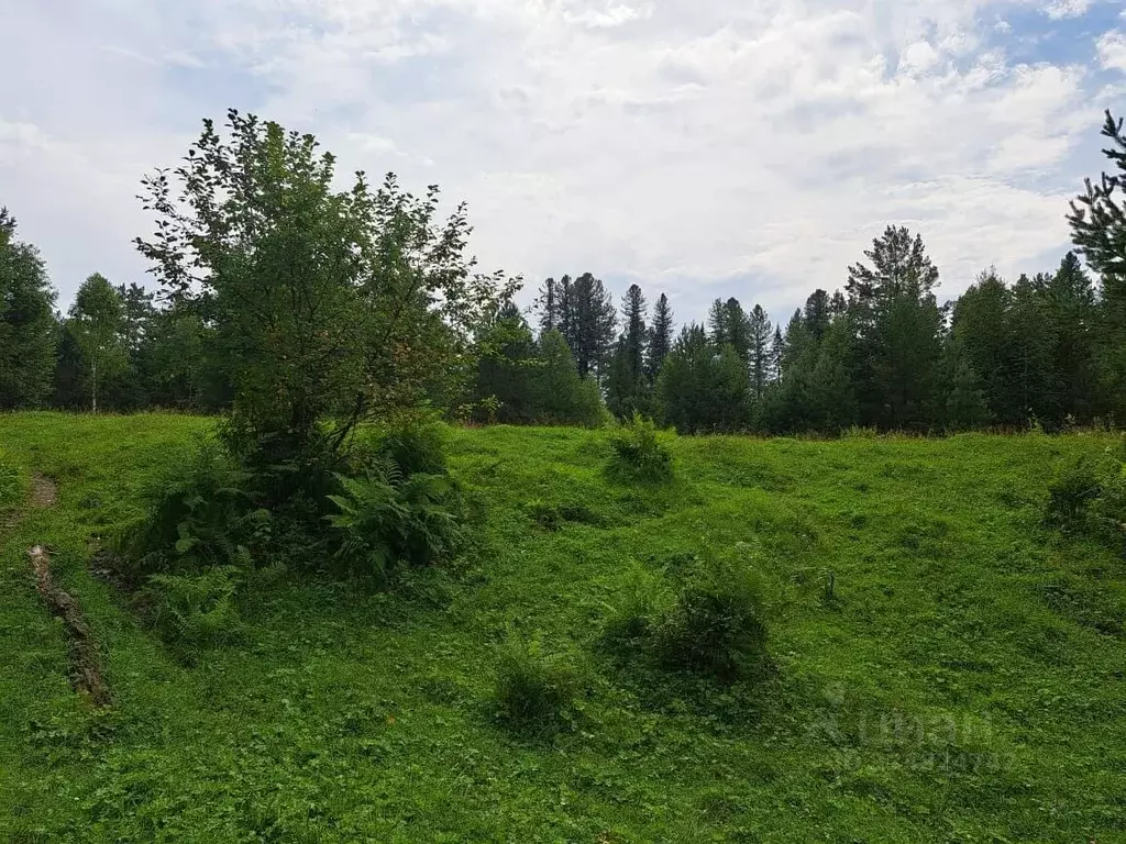 Участок в Алтай, Турочакский район, с. Старый Кебезень  (560.0 сот.) - Фото 2