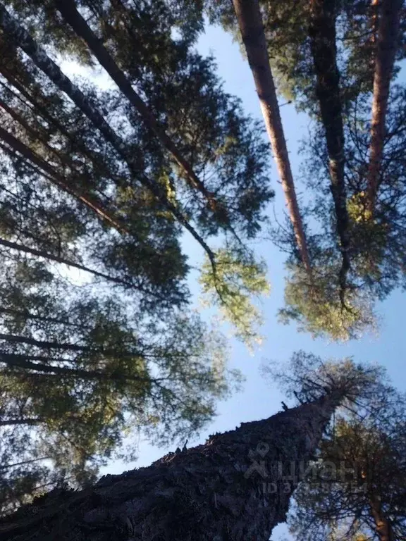 Участок в Ленинградская область, Киришский район, Пчевжинское с/пос, ... - Фото 2