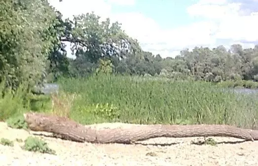 Дом в Саратовская область, Воскресенский район, Синодское ... - Фото 0