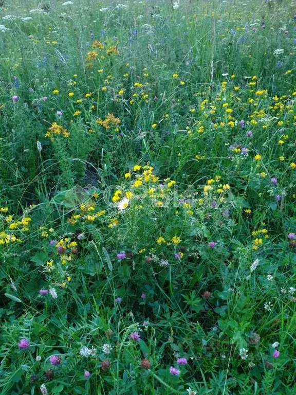 Участок в Тюменская область, Тюменский муниципальный округ, с. ... - Фото 2