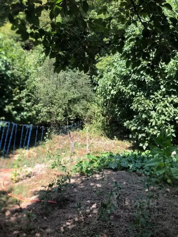 Участок в Краснодарский край, Сочи городской округ, с. Бзогу ул. ... - Фото 0