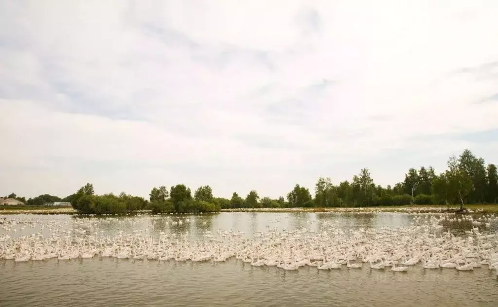 Склад в Курганская область, Катайск ул. Давыдова, 19 (43584 м) - Фото 1