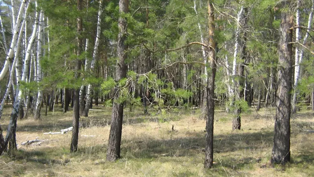 Дом в Омская область, Омский район, Чернолучинский дп  (2 м) - Фото 1