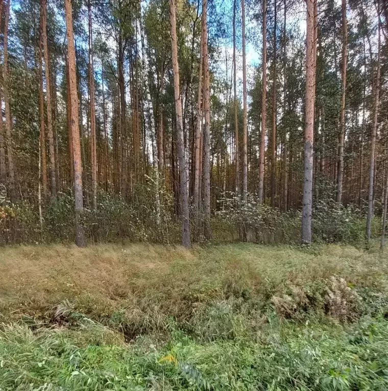 Участок в Ленинградская область, Всеволожский район, Токсовское ... - Фото 1