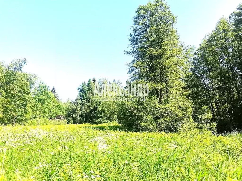 Участок в Ленинградская область, Приозерский район, Мельниковское ... - Фото 1