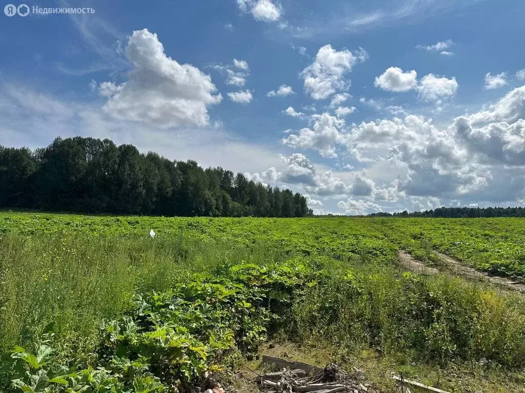 Участок в Московская область, городской округ Клин, деревня Соголево ... - Фото 1