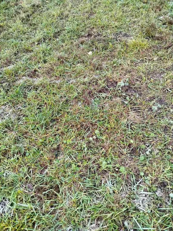 Участок в Татарстан, Альметьевский район, Ямашское с/пос, д. Нолинка, ... - Фото 1