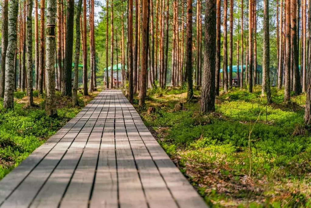 Участок в Ленинградская область, Всеволожский район, Колтушское ... - Фото 0