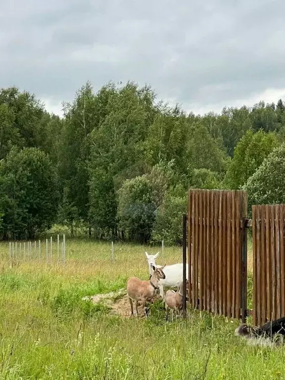 Участок в Владимирская область, Александровский район, Следневское ... - Фото 0