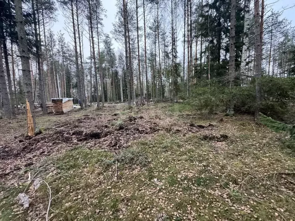 Участок в Ленинградская область, Всеволожское городское поселение, ... - Фото 1