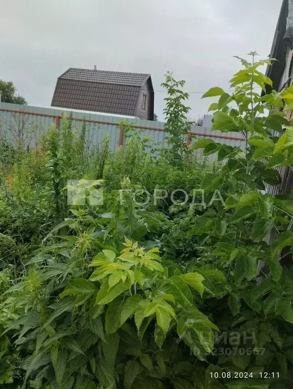 Участок в Новосибирская область, Новосибирск Восход Пашинский ТСН, 69 ... - Фото 1