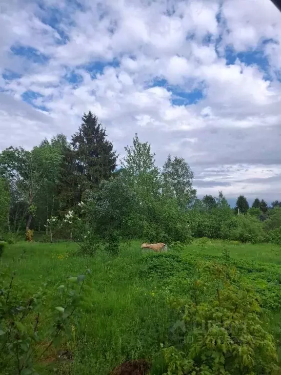 Участок в Ленинградская область, Бокситогорский район, Большедворское ... - Фото 2