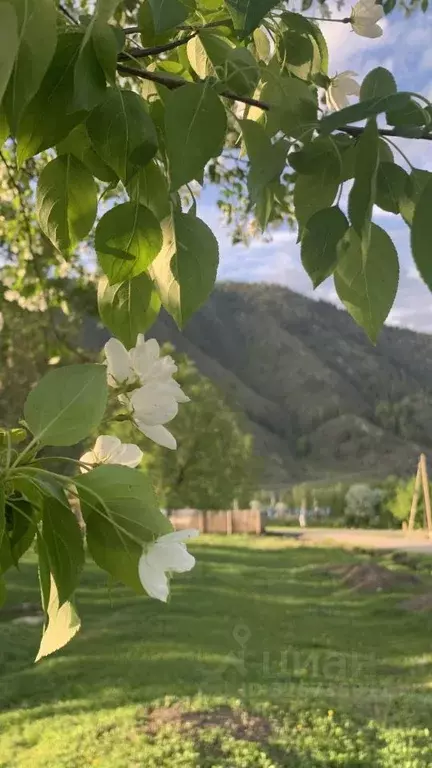 Участок в Алтай, Чемальский район, с. Анос ул. Полевая (8.0 сот.) - Фото 2