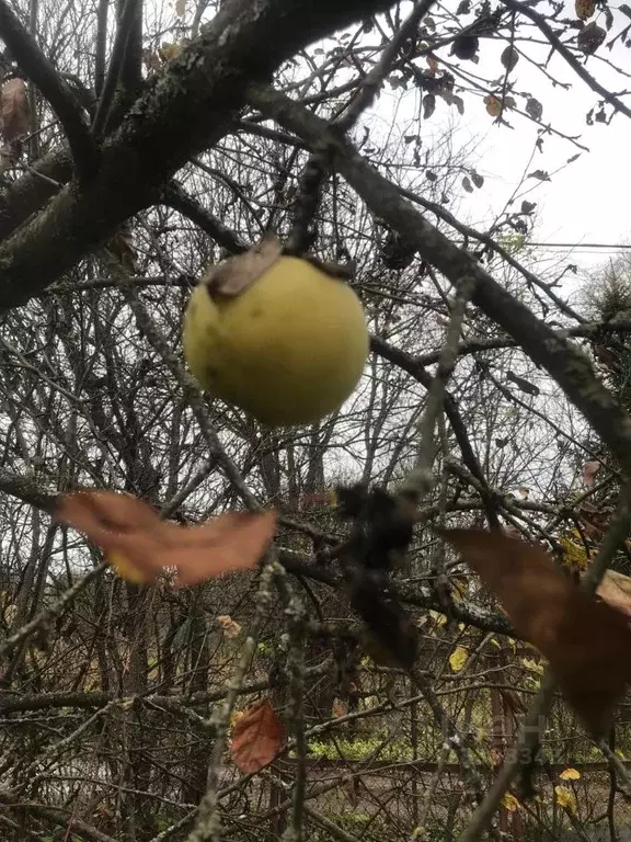 Участок в Москва д. Чегодаево, Чегодаево СНТ, 62 (5.0 сот.) - Фото 2