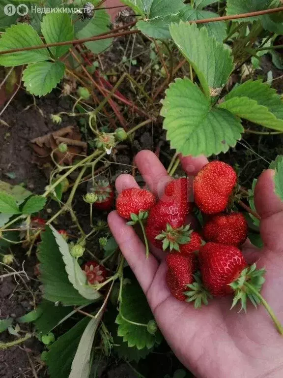 Участок в Бердск, СНТ Отрадное, 2-я улица (10 м) - Фото 1