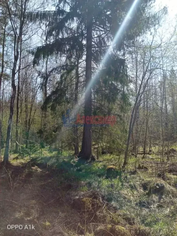 Участок в Ленинградская область, Приозерский район, Ларионовское ... - Фото 1