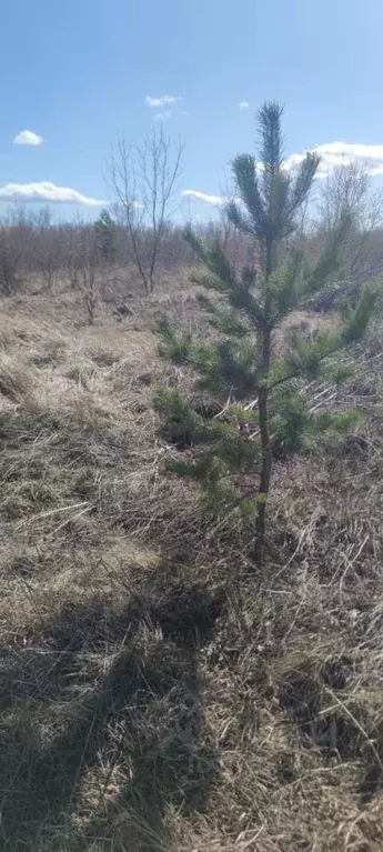 Участок в Алтайский край, Барнаул городской округ, пос. Бельмесево ул. ... - Фото 1