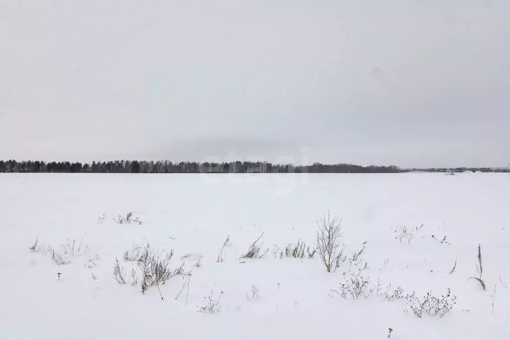 Участок в Тюменская область, Тюменский муниципальный округ, Каменское ... - Фото 1
