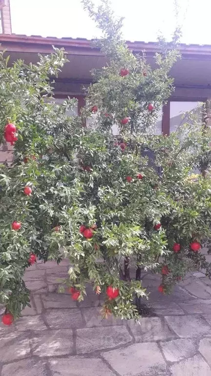 Дом в Дагестан, Дербент Приморская ул., 1/1Б (130 м) - Фото 2