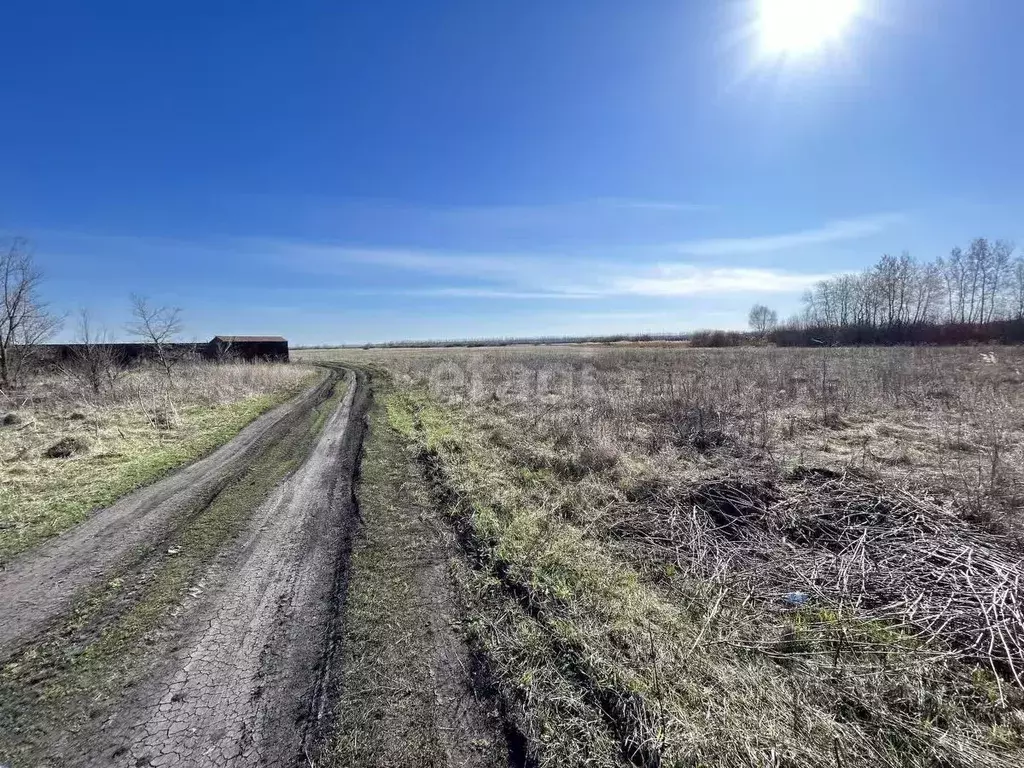 Участок в Воронежская область, Новоусманский район, Усманское 1-е ... - Фото 1