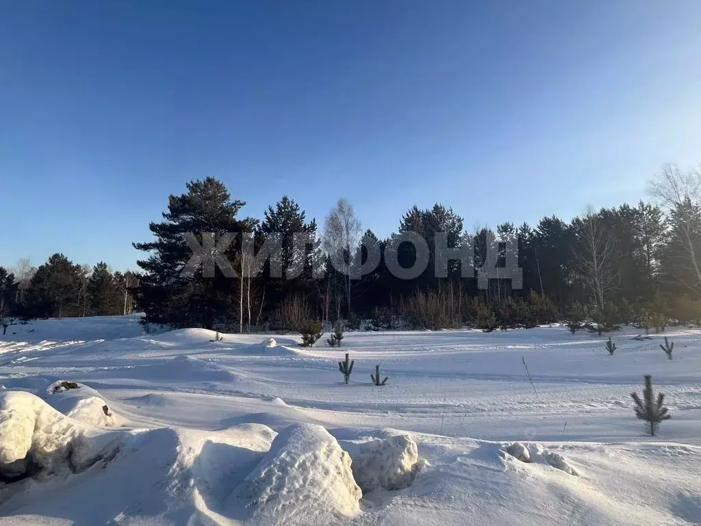 Участок в Новосибирская область, Колыванский район, с. Сидоровка Новая ... - Фото 1