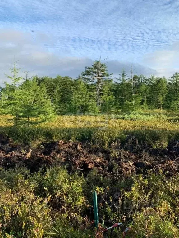 Участок в Сахалинская область, Анивский городской округ, с. Мицулевка  ... - Фото 0