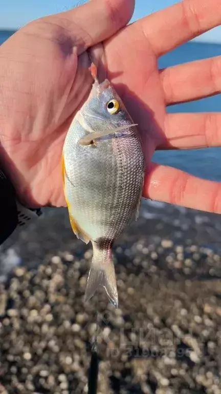 Дом в Краснодарский край, Сочи Аше мкр, ул. Репина, 42Б (60 м) - Фото 2