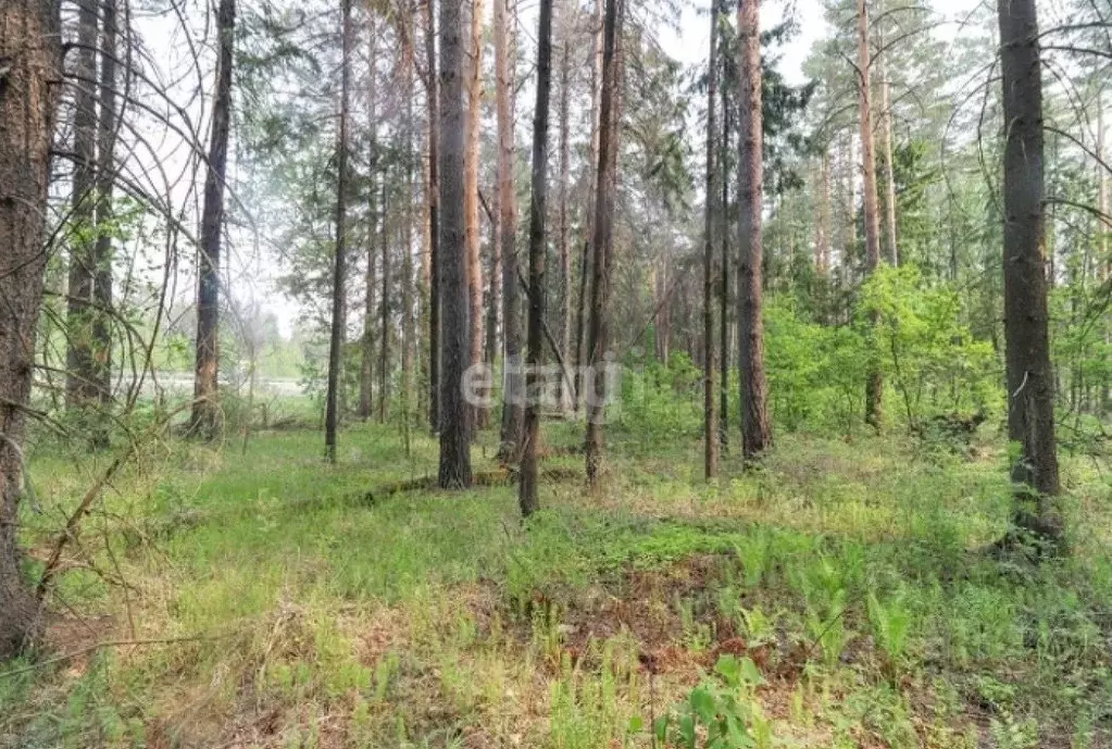 Участок в Тюменская область, Тюменский район, д. Зубарева  (26.4 сот.) - Фото 1