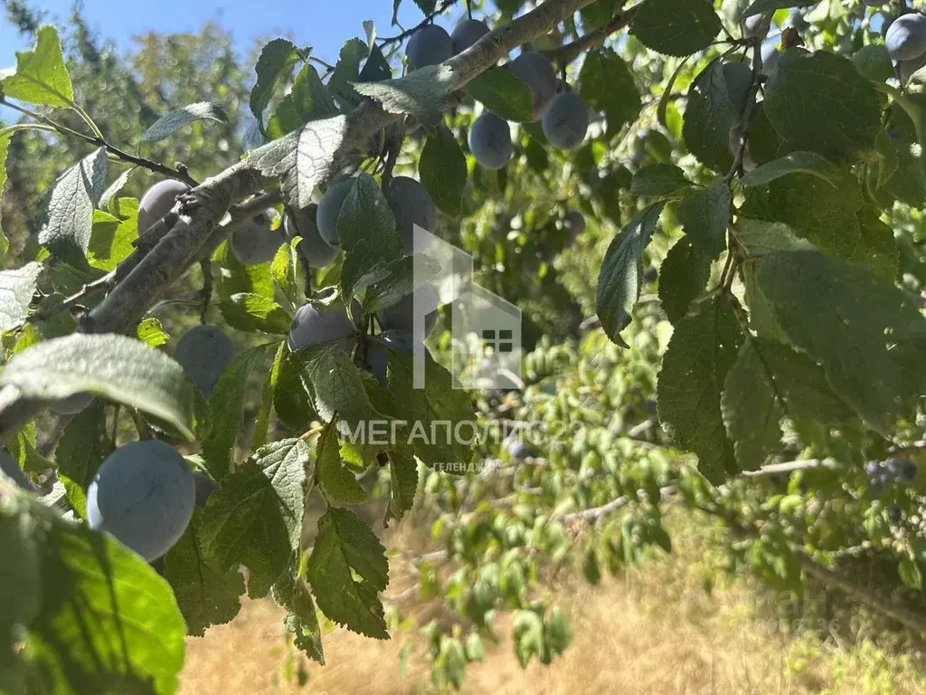 Участок в Краснодарский край, Геленджик городской округ, с. Адербиевка ... - Фото 1