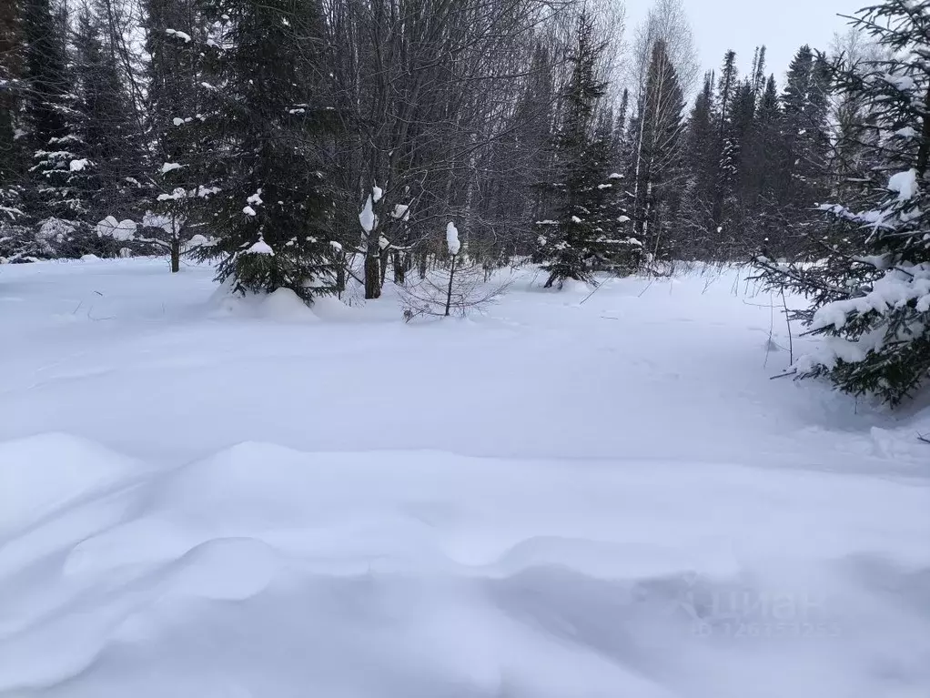 Участок в Пермский край, Пермский муниципальный округ, д. Усть-Тары ... - Фото 2