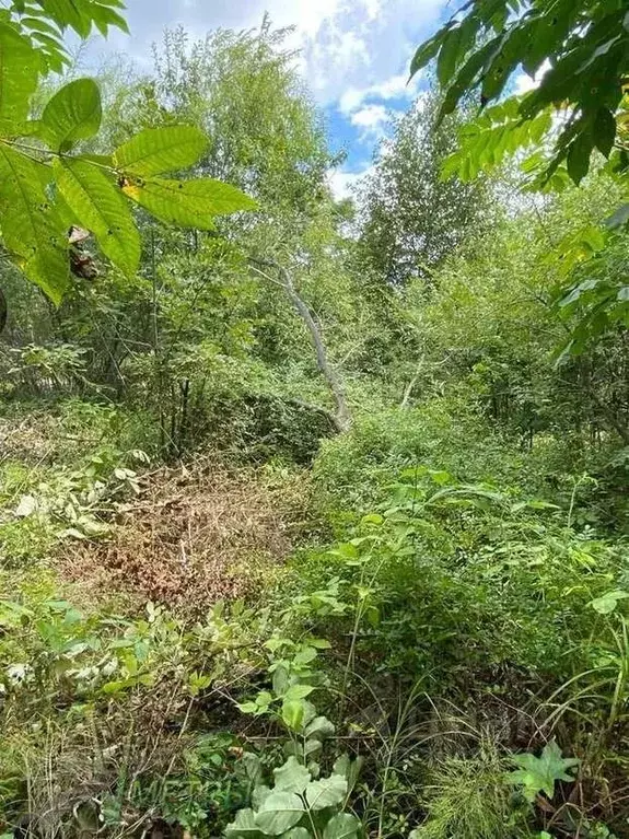 Участок в Приморский край, Артем Гвардеец СНТ, 51 (7.5 сот.) - Фото 2