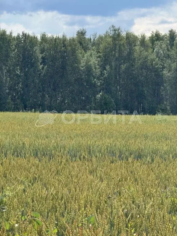 Участок в Тюменская область, Тюменский муниципальный округ, с. ... - Фото 2