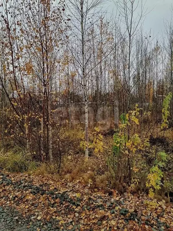 Участок в Ханты-Мансийский АО, Ханты-Мансийск Следопыт СОТ,  (9.0 ... - Фото 1