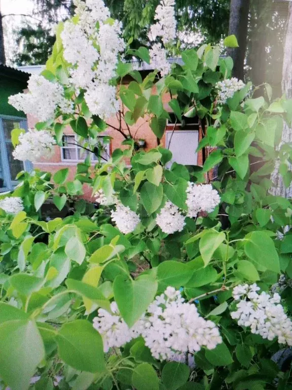 Дача 12 м на участке 8,5 сот. - Фото 1