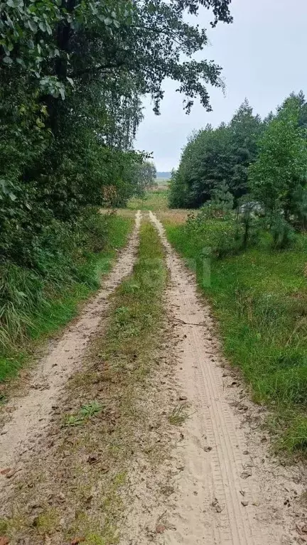 Участок в Тамбовская область, Сосновский муниципальный округ, ... - Фото 2