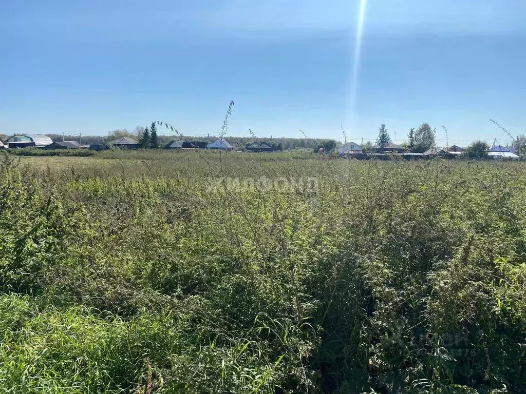 Участок в Новосибирская область, Коченевский район, д. Буньково ул. ... - Фото 1