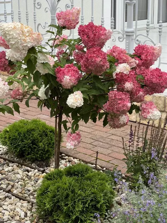 Коттедж в Московская область, Истра муниципальный округ, д. Аносино ... - Фото 2