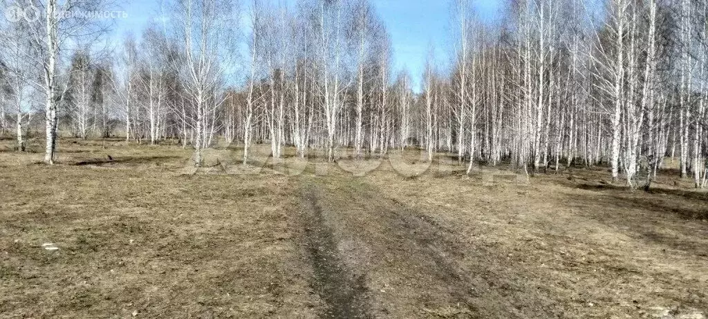 Участок в Новосибирский район, Каменский сельсовет, село Каменка (8 м) - Фото 1