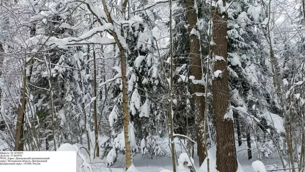 Участок в Московская область, Дмитровский муниципальный округ, Икша ... - Фото 2