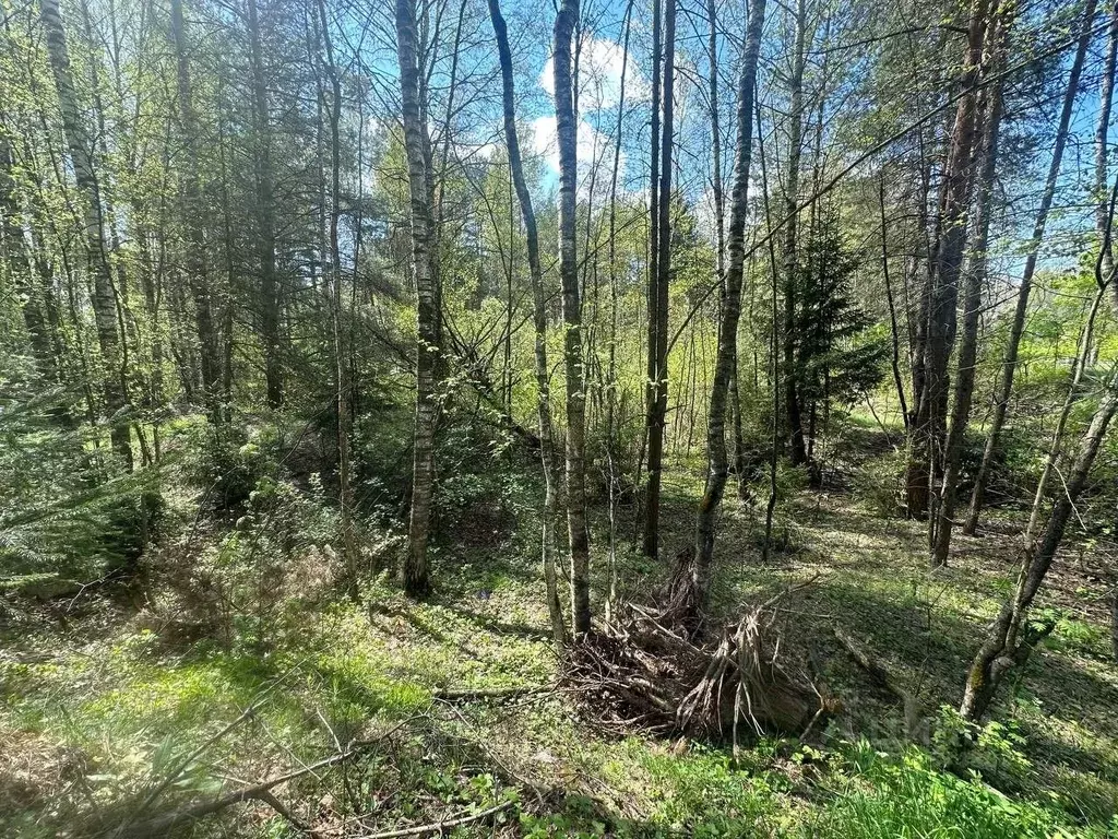 Участок в Московская область, Богородский городской округ, д. Дядькино ... - Фото 0