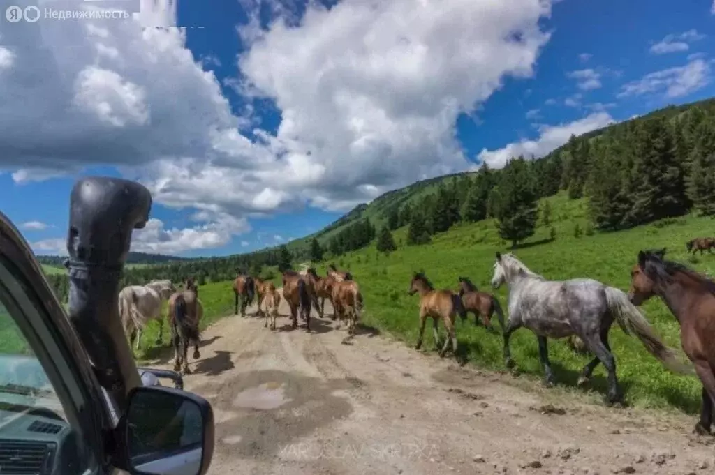 Дом в Усть-Коксинский район, посёлок Ак-Коба (130 м) - Фото 1