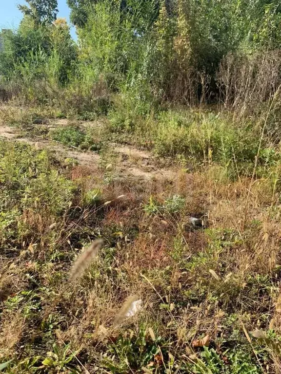 Участок в Амурская область, Благовещенский район, с. Владимировка ... - Фото 1