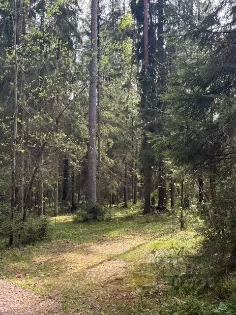 Участок в Санкт-Петербург пос. Ушково, Сосновый пер., 3 (2.4 га.) - Фото 1