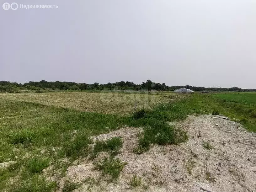 Участок в Калининградская область, Гурьевский муниципальный округ, ... - Фото 1