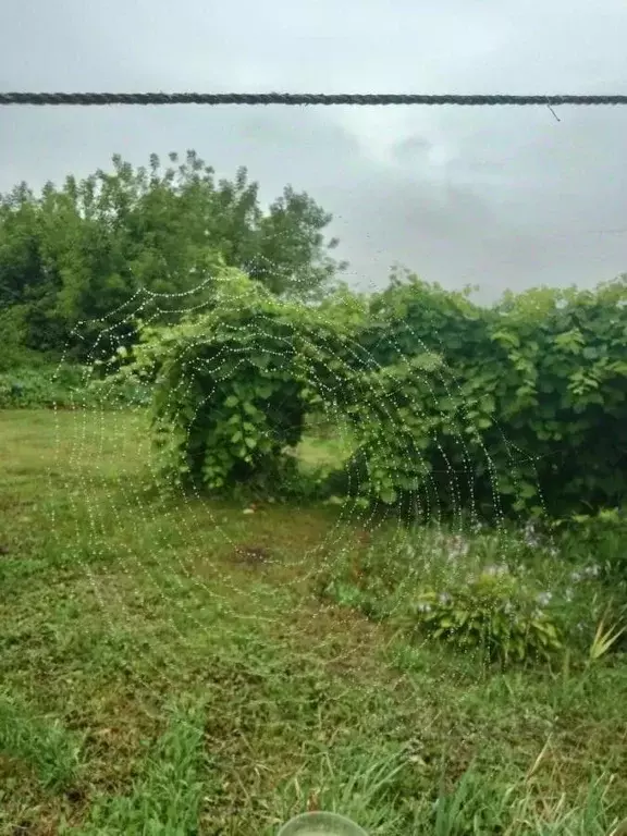 Дом в Воронежская область, Семилукский район, с. Лосево Заречная ул., ... - Фото 1